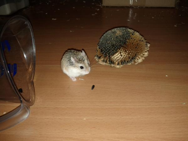 sonstiges hamster5 img0139