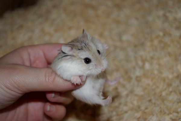 sonstiges hamster5 img0194