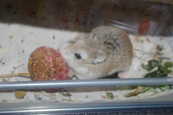 sonstiges hamster5 img0214