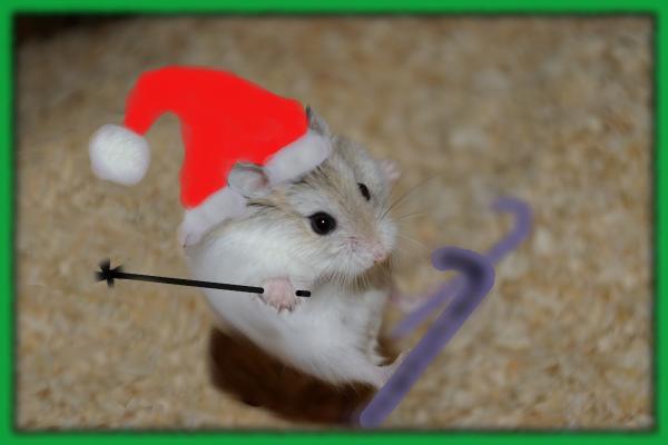 sonstiges hamster5 img0228