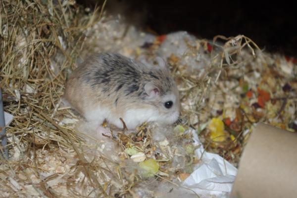 sonstiges hamster5 img0259