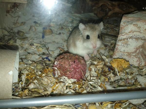 sonstiges hamster5 img0316