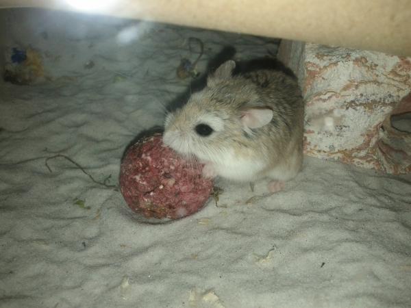 sonstiges hamster5 img0319