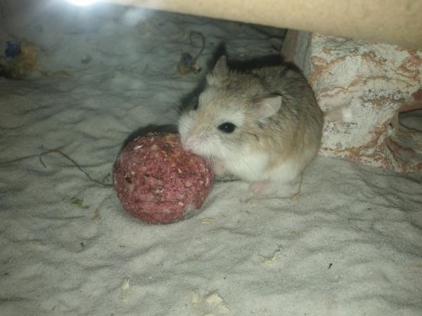 sonstiges hamster5 img0320