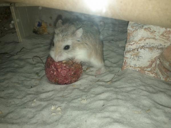 sonstiges hamster5 img0321