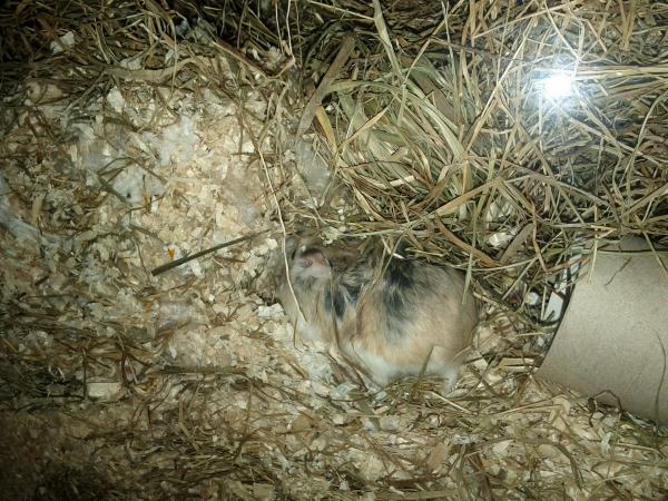 sonstiges hamster5 img0326