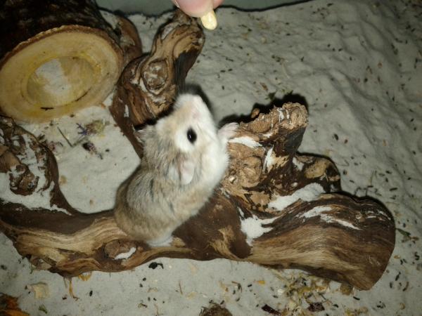 sonstiges hamster5 img0380