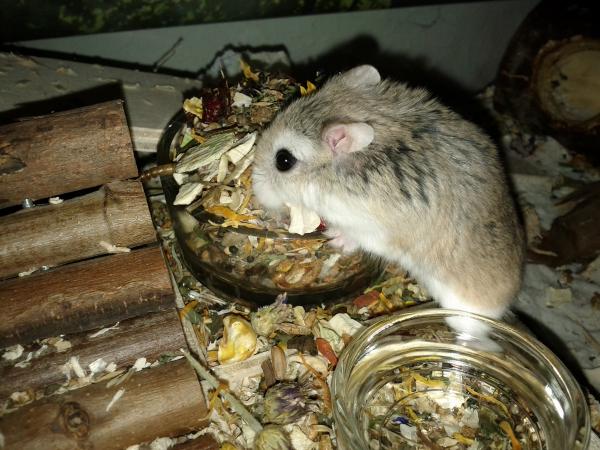 sonstiges hamster5 img0381