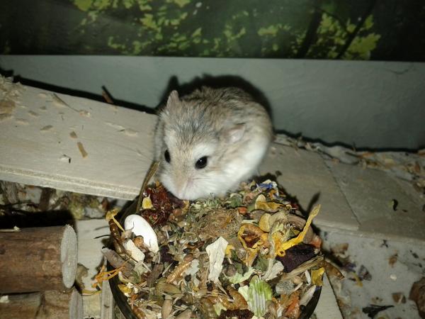 sonstiges hamster5 img0382