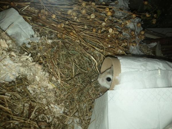 sonstiges hamster5 img0392