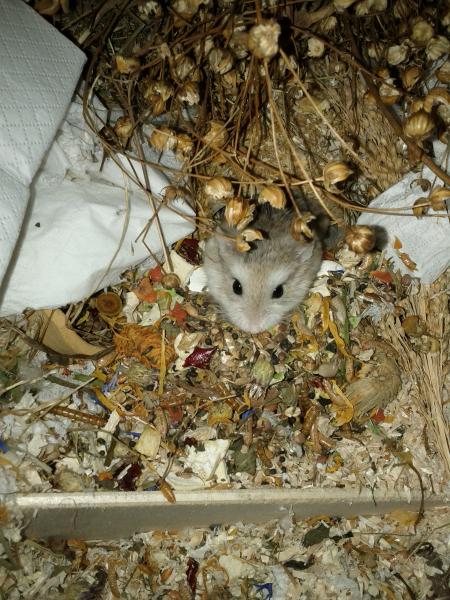 sonstiges hamster5 img0401