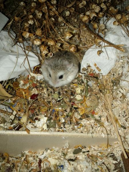 sonstiges hamster5 img0402