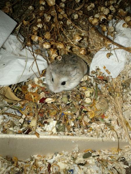 sonstiges hamster5 img0403