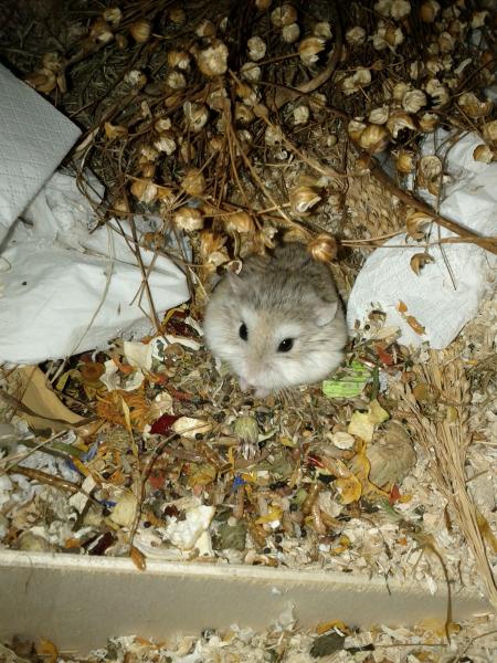 sonstiges hamster5 img0404