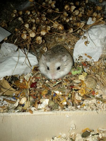 sonstiges hamster5 img0405