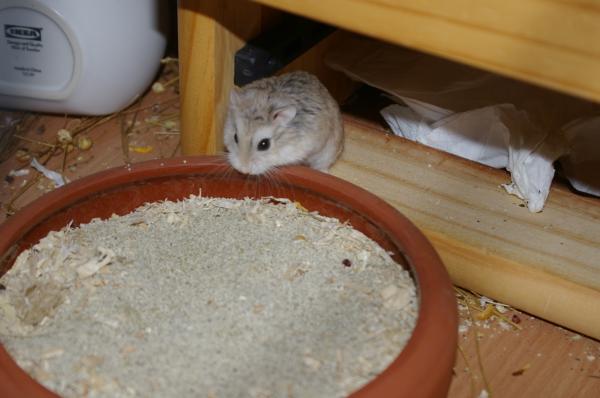 sonstiges hamster5 img0471