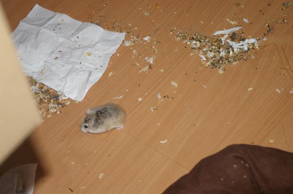 sonstiges hamster5 img0474