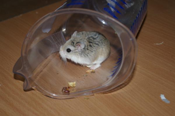 sonstiges hamster5 img0478