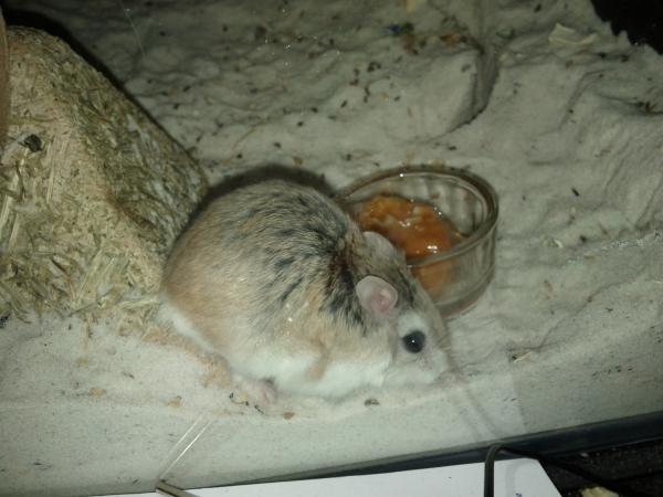 sonstiges hamster5 img0499