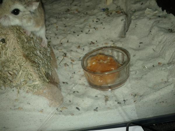 sonstiges hamster5 img0500