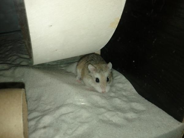 sonstiges hamster5 img0532