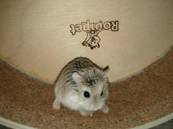 sonstiges hamster5 img0541