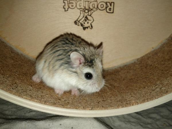 sonstiges hamster5 img0542