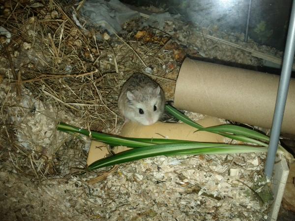 sonstiges hamster5 img0547