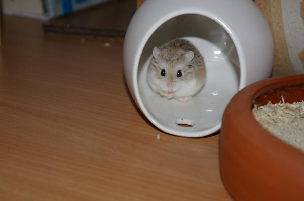 sonstiges hamster5 img0551