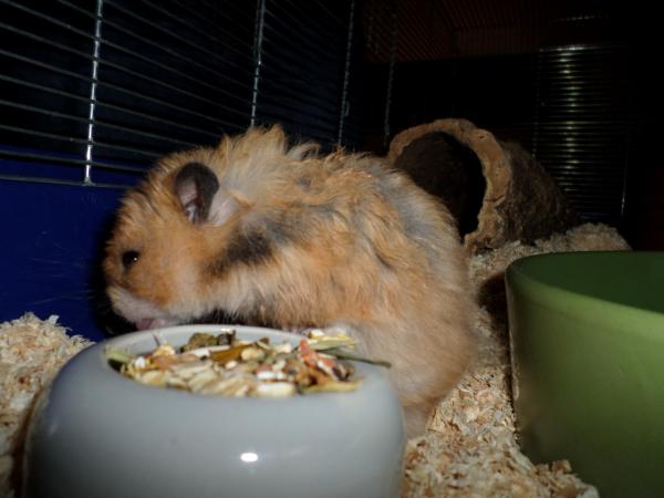 hamster 2013 img0208