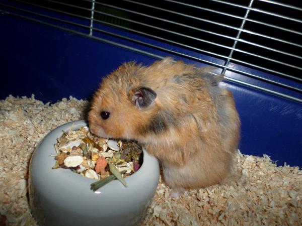 hamster 2013 img0209