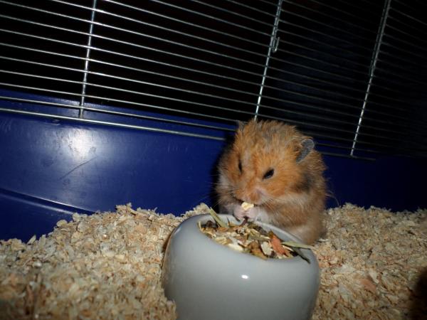 hamster 2013 img0210