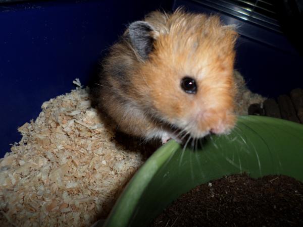 hamster 2013 img0211