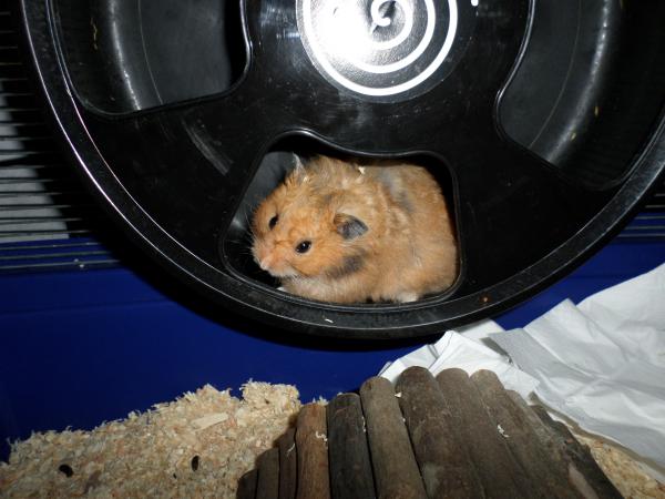 hamster 2013 img0217