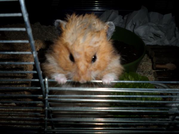 hamster 2013 img0218