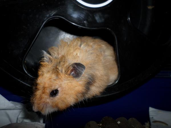 hamster 2013 img0219