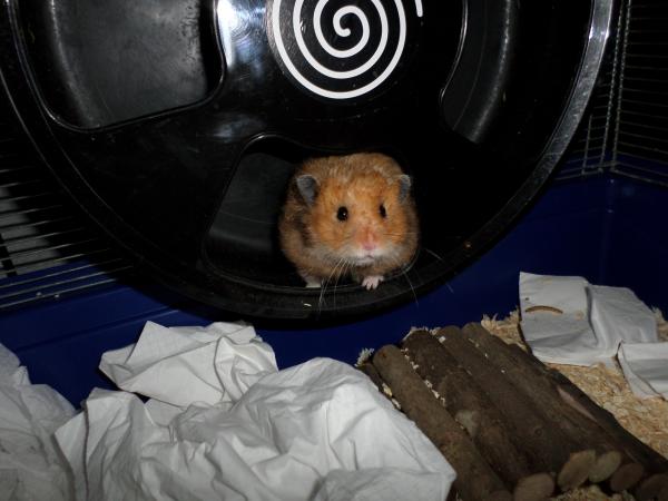 hamster 2013 img0223