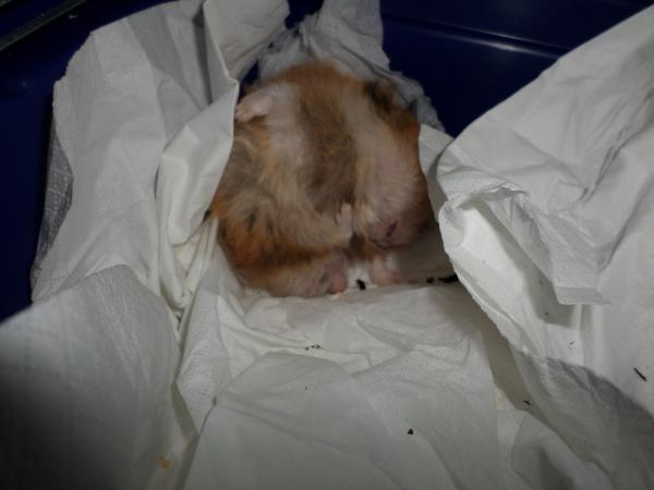 hamster 2013 img0226