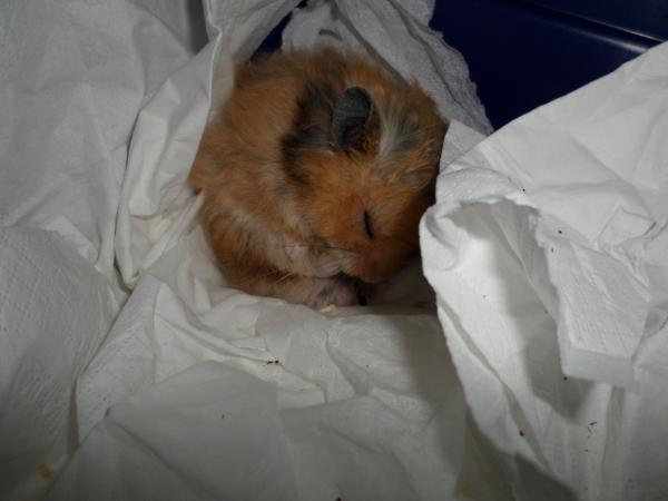 hamster 2013 img0227