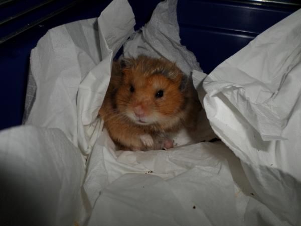 hamster 2013 img0228