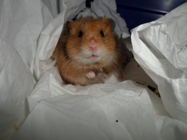 hamster 2013 img0229