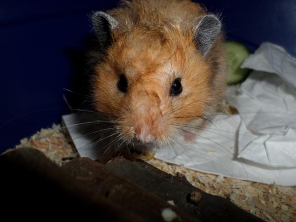 hamster 2013 img0233