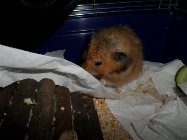 hamster 2013 img0234