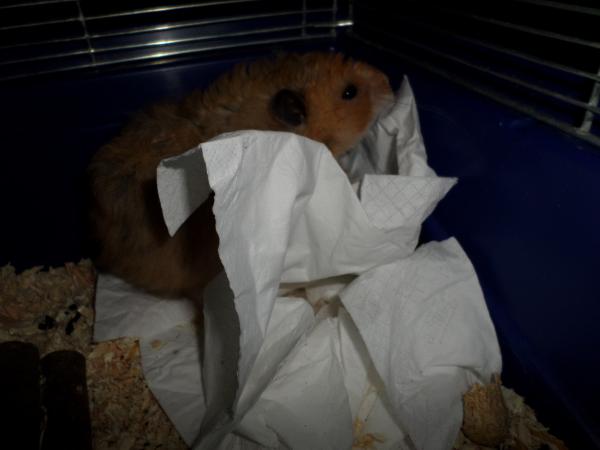 hamster 2013 img0236