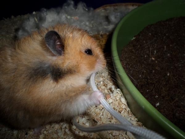 hamster 2013 img0238