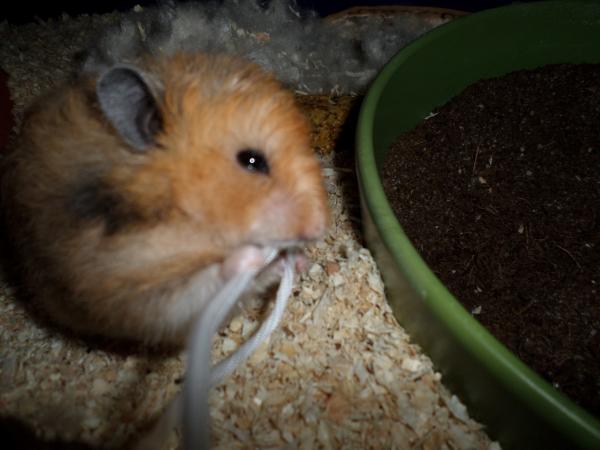 hamster 2013 img0254