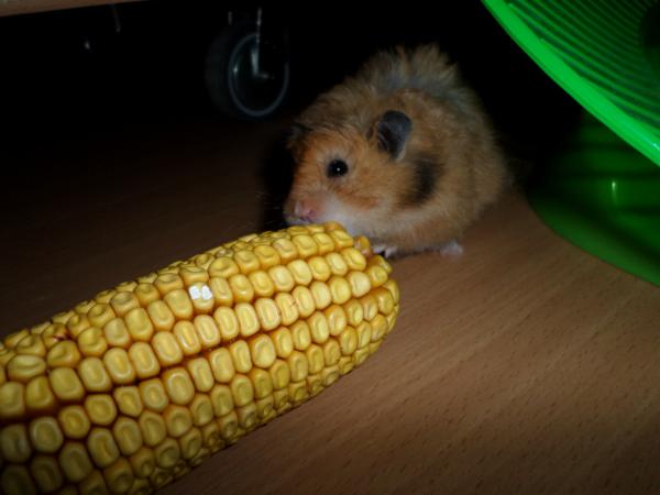 hamster 2013 img0258