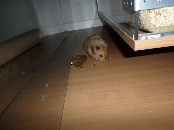 hamster 2013 img0260