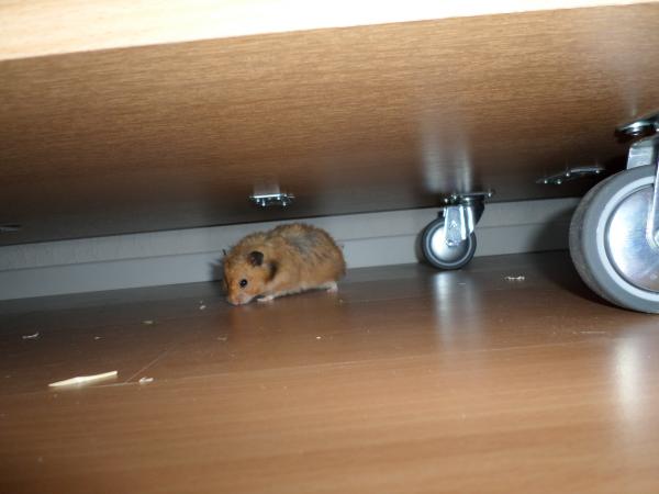 hamster 2013 img0261