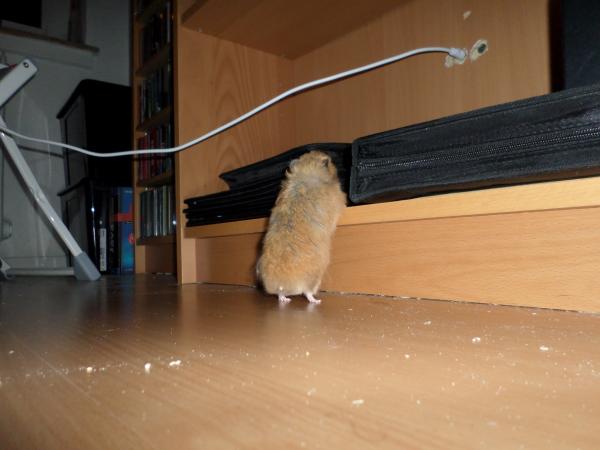 hamster 2013 img0263